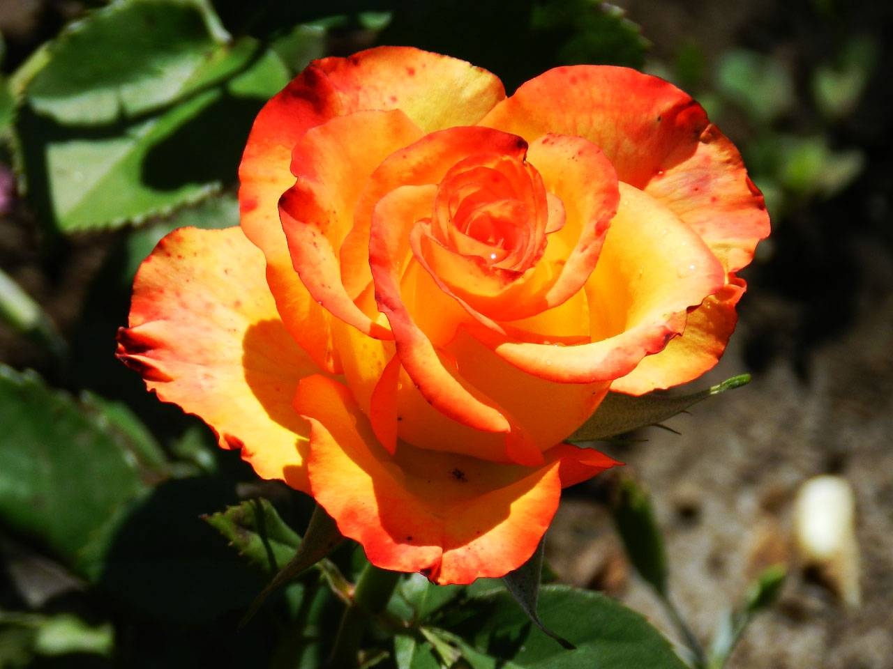Характеристики сорта чайно-гибридной розы хай мэджик оранж: период цветения