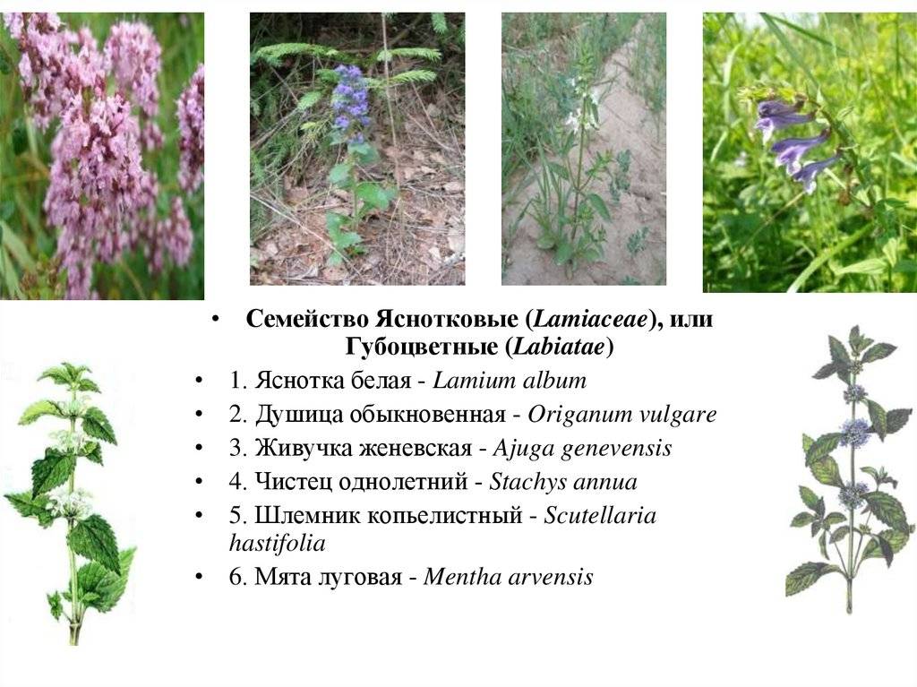 Яснотка крапчатая (пятнистая, lamium maculatum): описание растения, сортов, фото beacon silver
