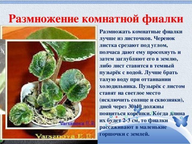 Как вырастить фиалку: разведение, пошаговая инструкция размножение фиалки листом, посадка, укоренение и уход - sadovnikam.ru