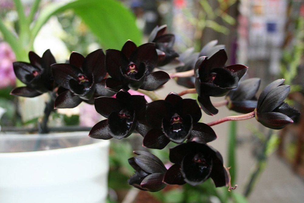 Черная птичка орхидея - цветочный мир