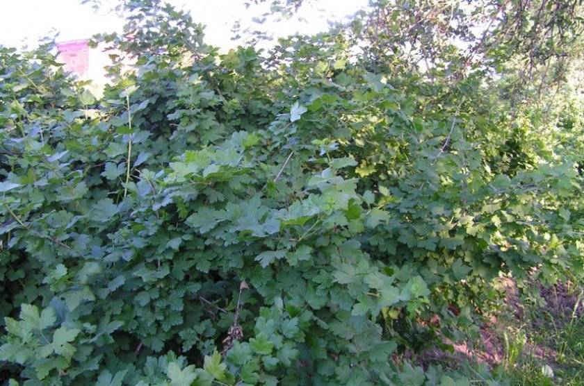 Выращивание крыжовника в открытом грунте: правила посадки и ухода
