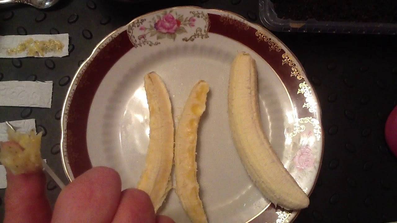 Банан: секреты выращивания