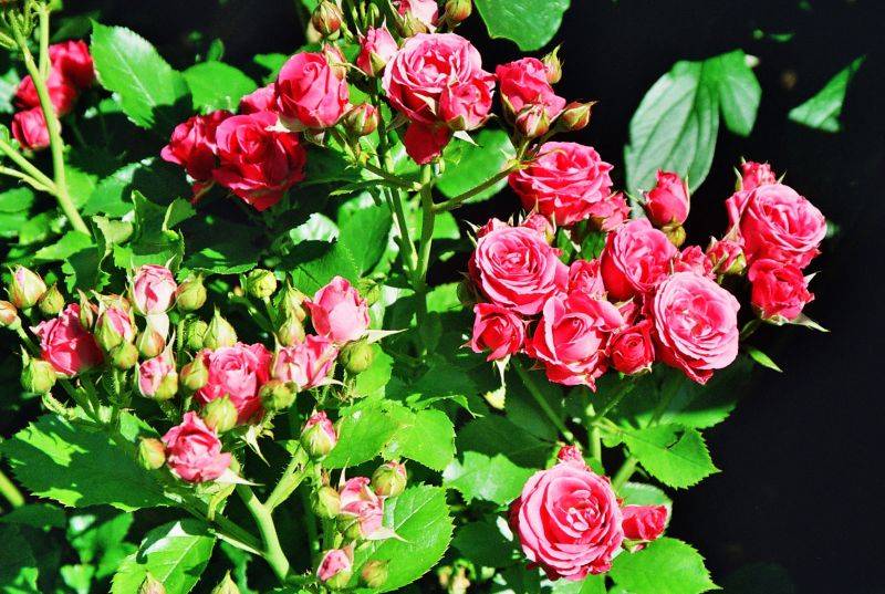 Роза лидия лавли (lydia lovely) — что это за цветок семейства флорибунда