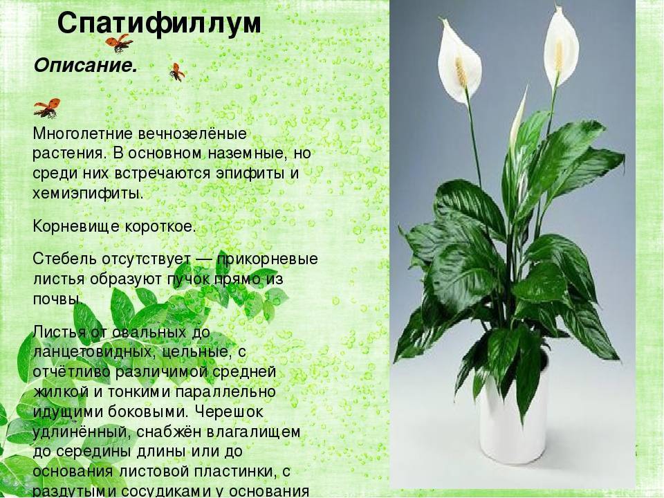 Как называется цветок женское счастье? спатифиллум: описание, посадка, уход, приметы - sadovnikam.ru