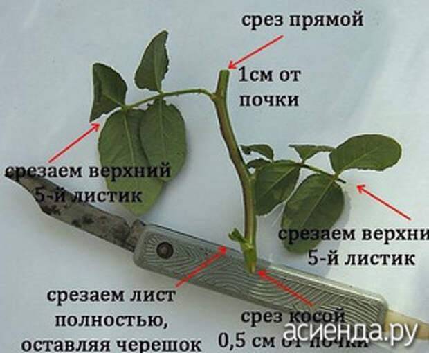 Метод размножения роз буррито, укоренение черенков