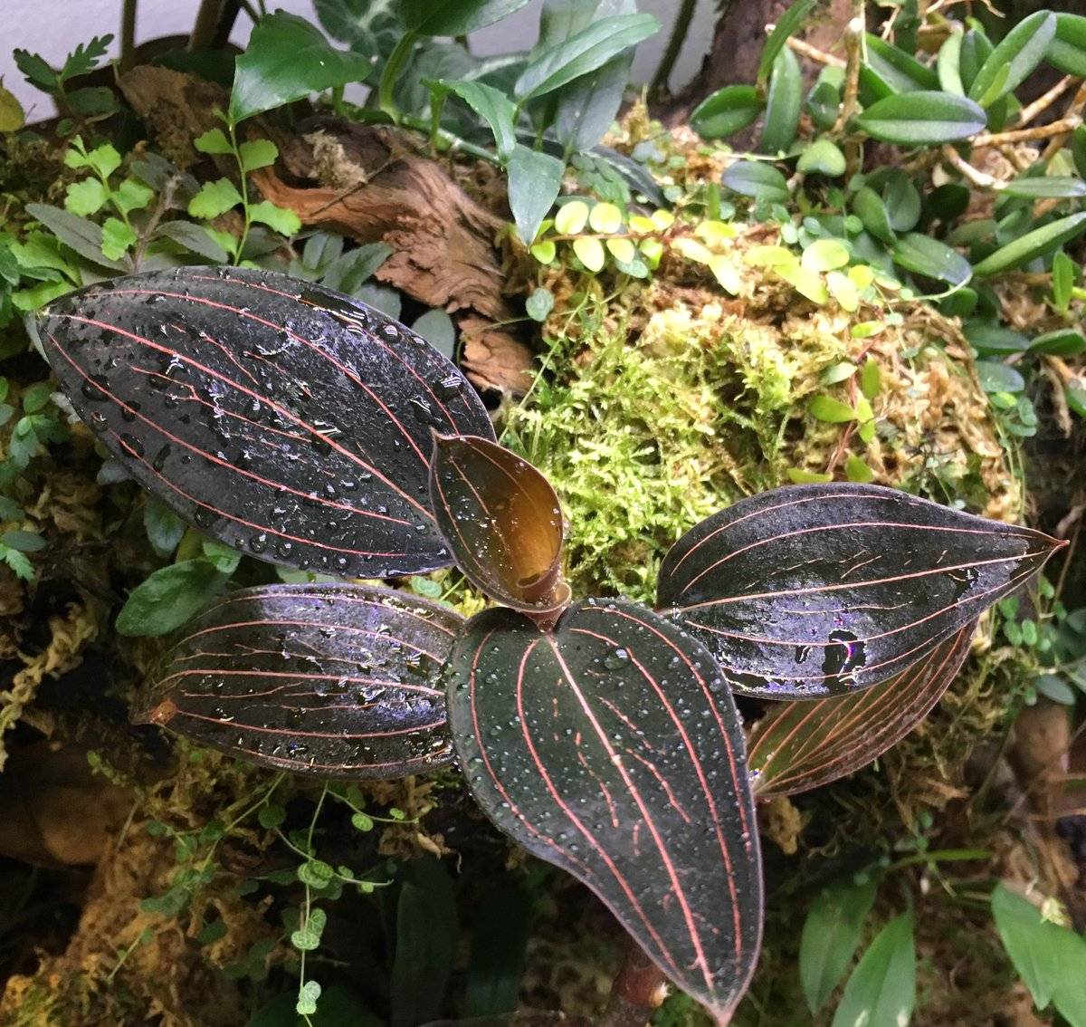 Драгоценная орхидея лудизия уход в домашних условиях