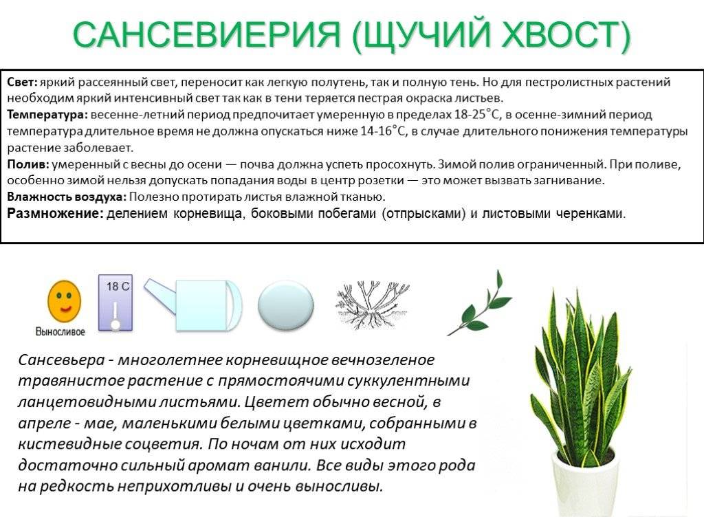 Сансевиерия цилиндрическая — самое простое в уходе комнатное растение. выращивание в домашних условиях. фото — ботаничка