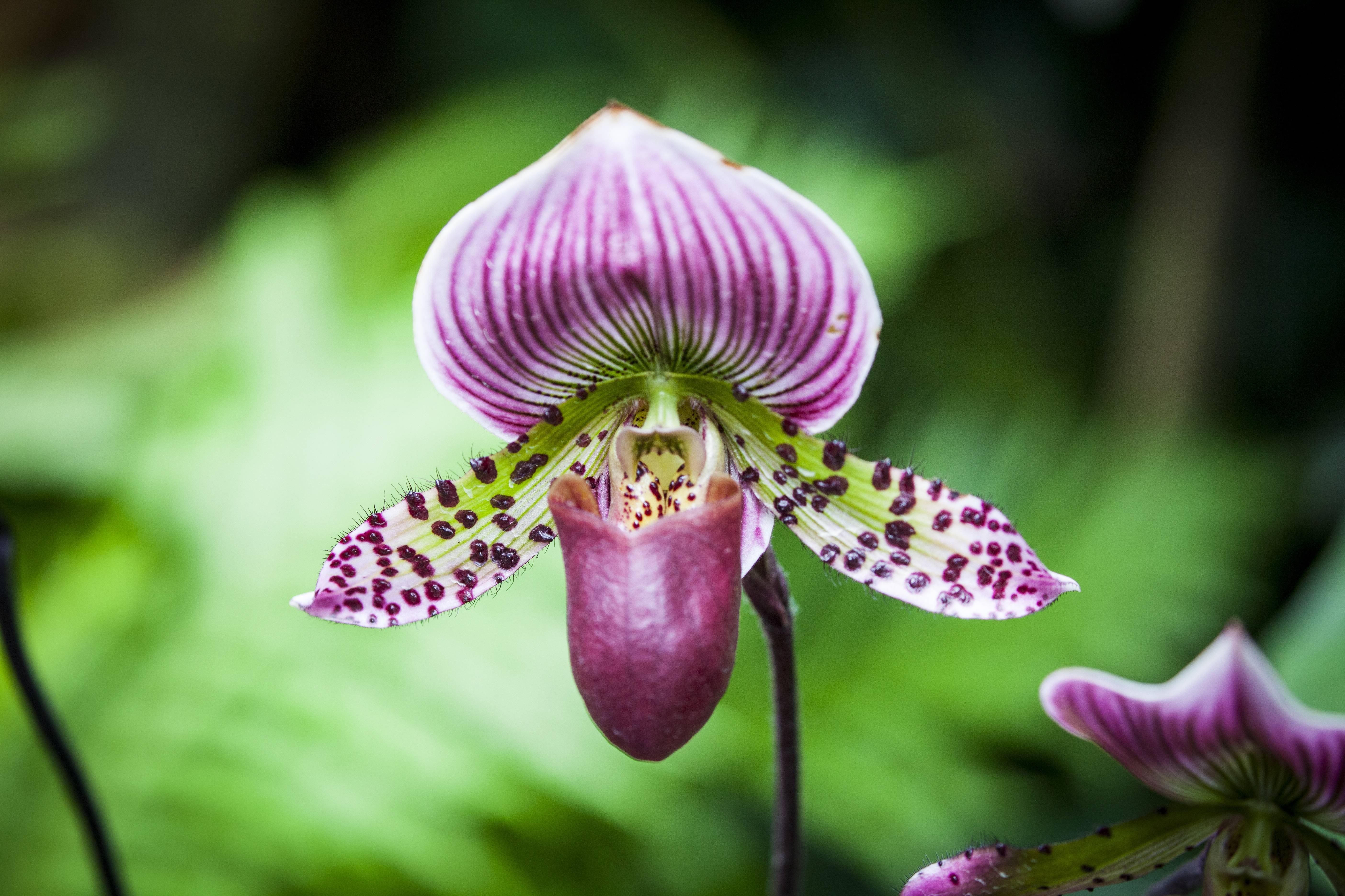 Вы купили орхидею: правильный уход за любимым цветком ниро вульфа