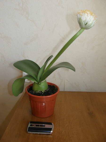 Гемантус, как ухаживать за цветком в домашних условиях