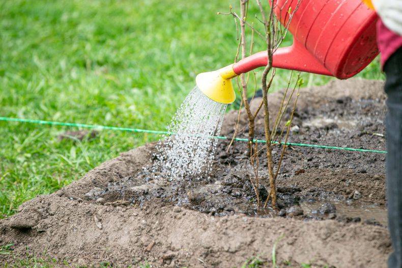 Как посадить и ухаживать за азариной лазающей в открытом грунте: полив, удобрения