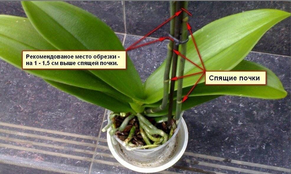 У орхидеи сломался цветонос: что делать и можно ли его спасти или нужно отрезать, если он засыхает