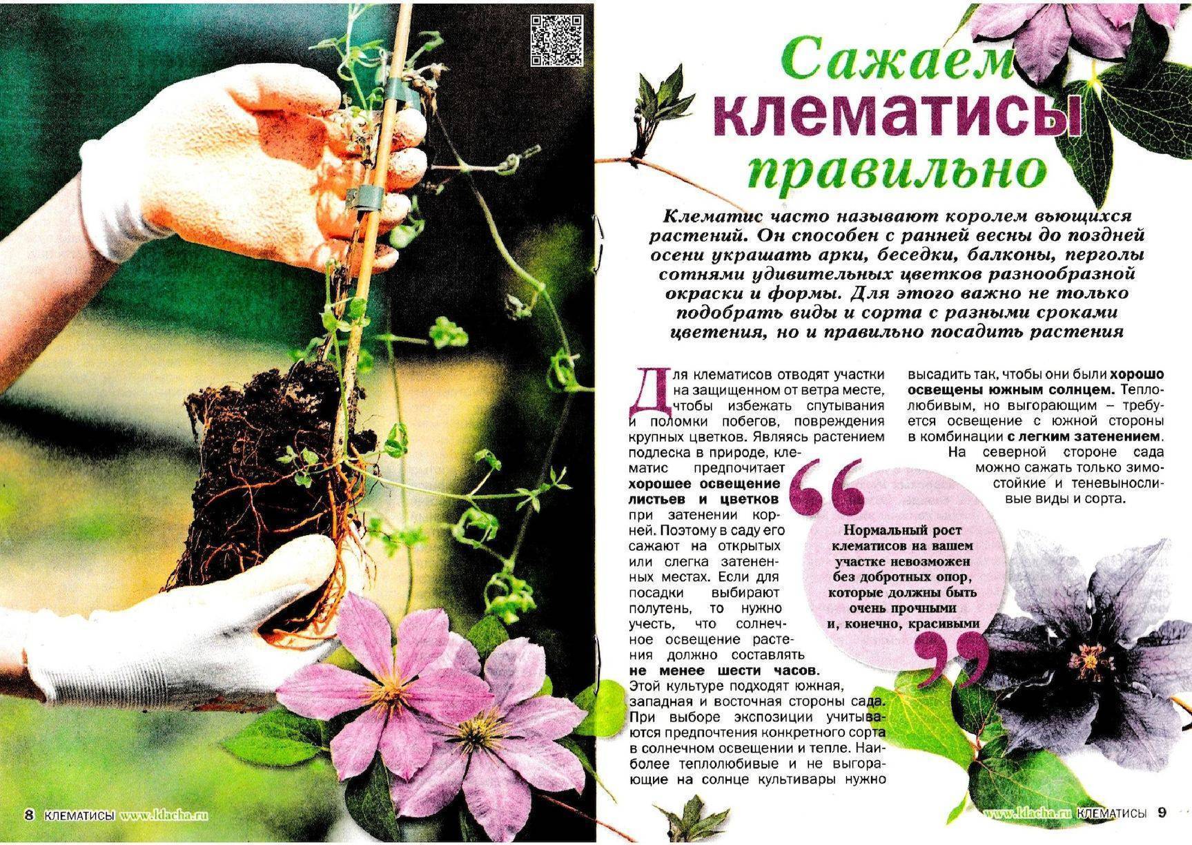 Цветок клематис: сорта, посадка и уход, размножение :: syl.ru