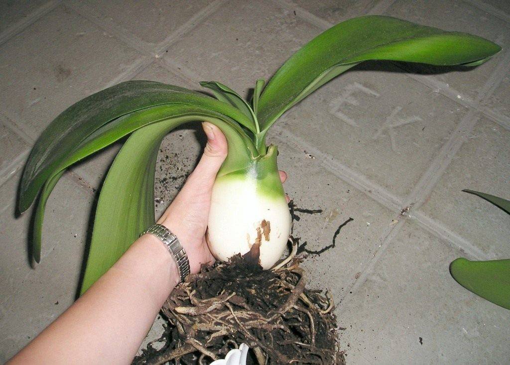 Гемантус или хемантус: выращивание и размножение в помещении