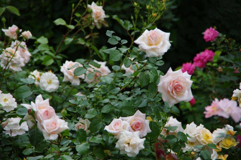 Плетистая роза "харкнесс" (описание сорта, отзывы, уход, фото)