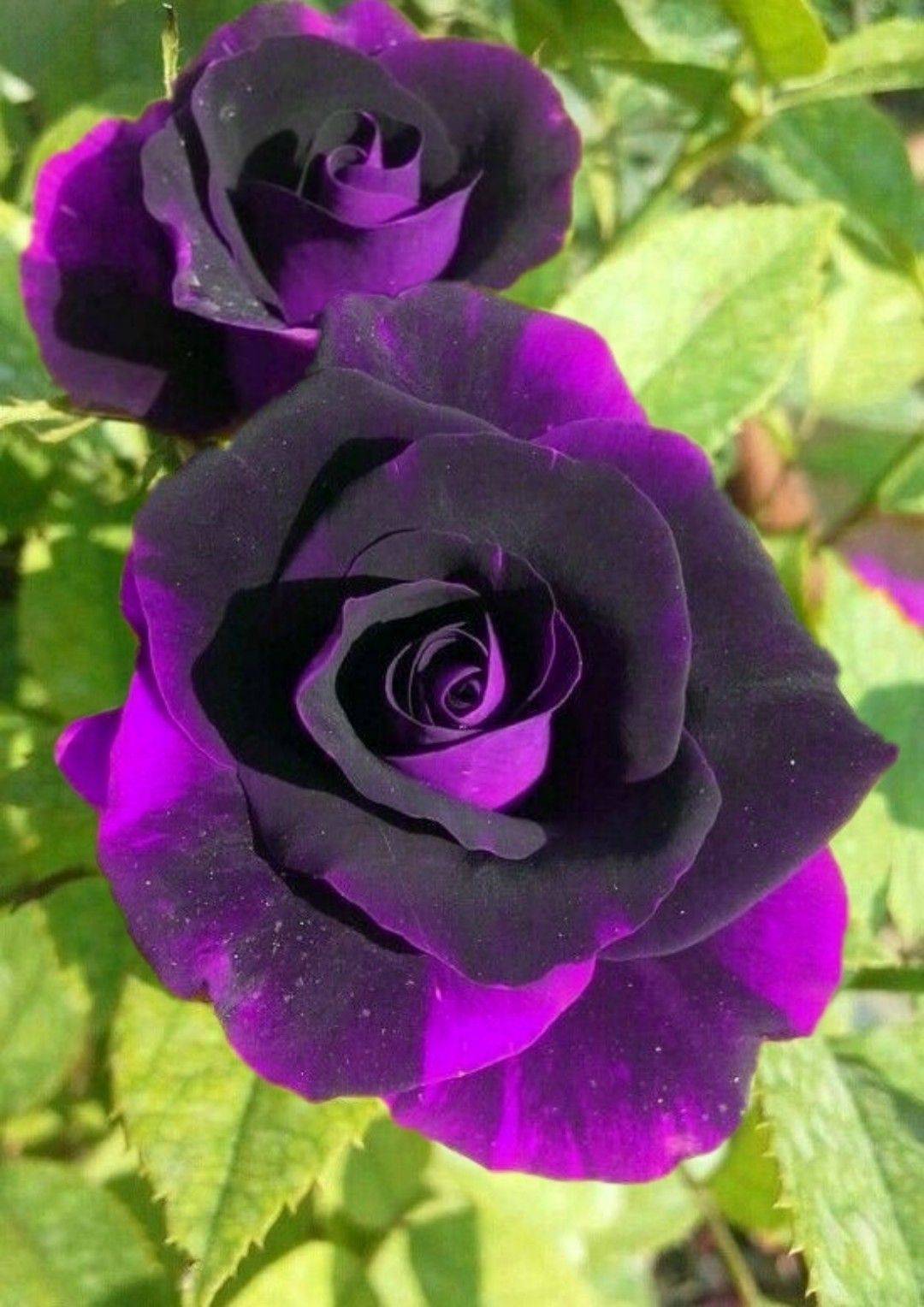 Обзор 6 самых красивых сортов фиолетовых роз