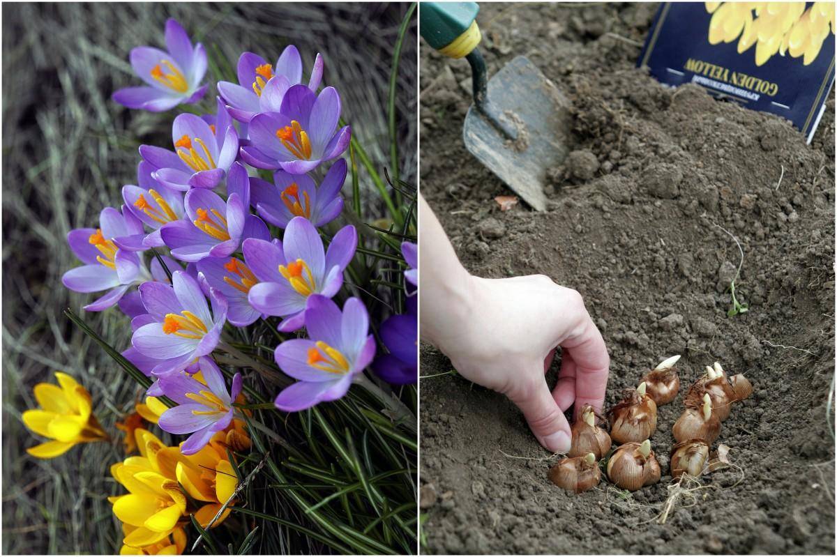 ᐉ цветы крокусы: посадка и уход в открытом грунте, фото, выращивание, когда выкапывать - roza-zanoza.ru