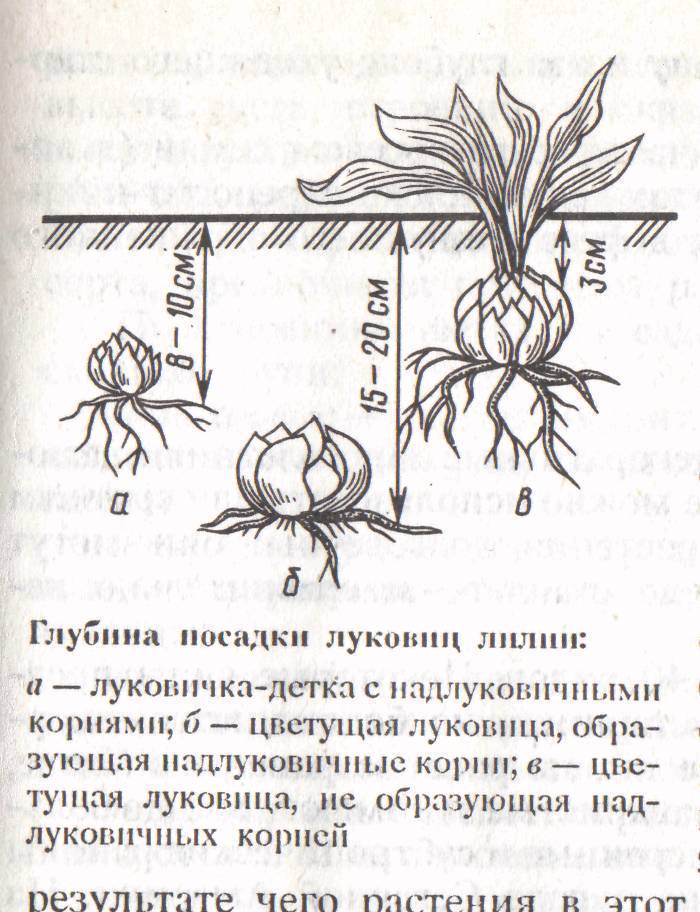 Лилии: посадка и уход в открытом грунте, описание растения и основных аграрных операций