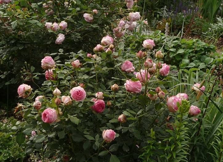 Сорт розы ферст леди «первая леди»: как посадить и ухаживать за срезочным шрабом