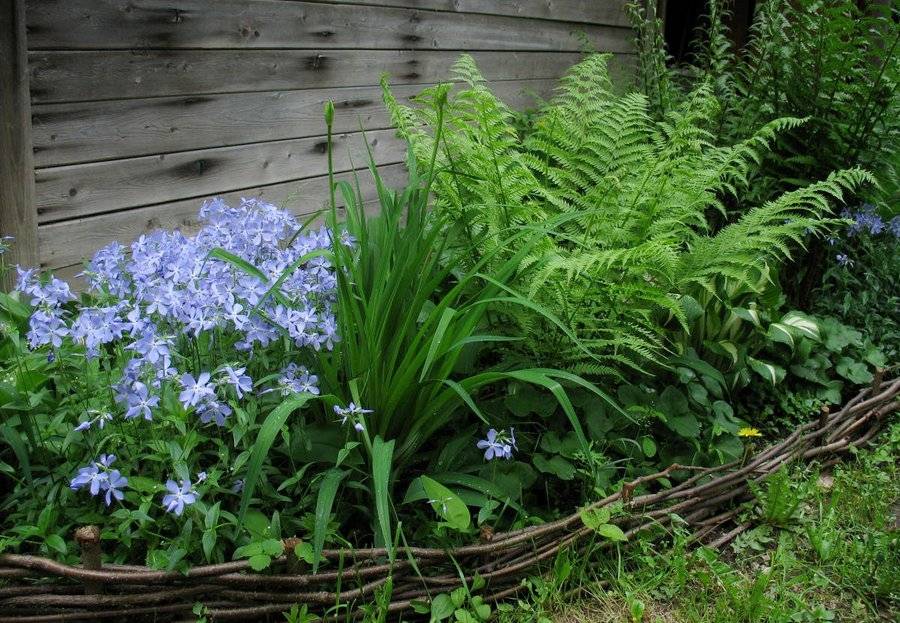 Озеленение участка своими руками: как выращивать папоротники в саду