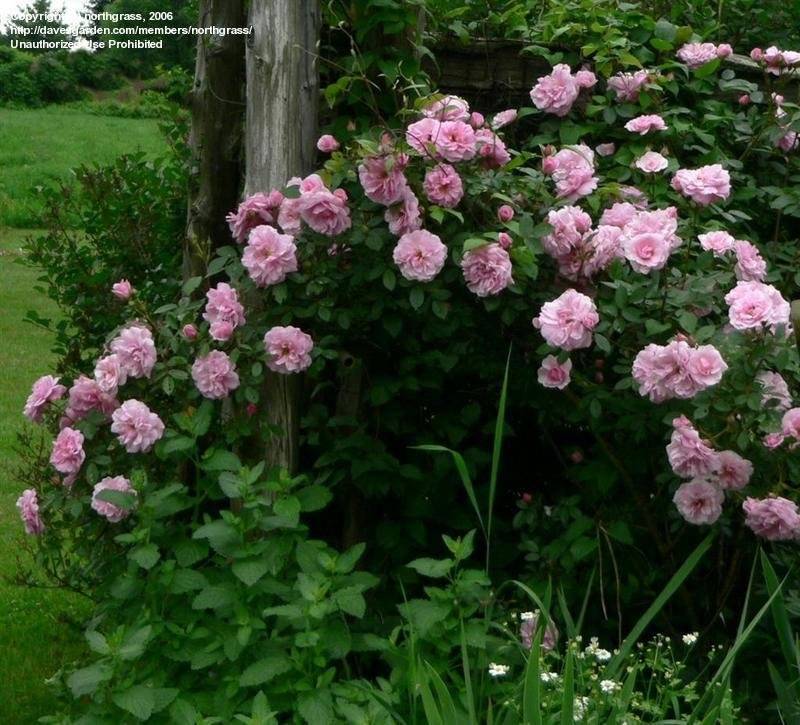 Плетистая роза джон дэвис фото и описание