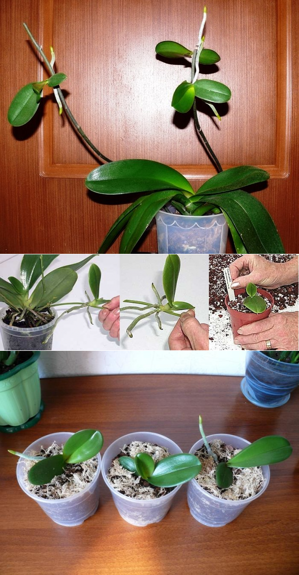 Размножение орхидей в домашних условиях: можно ли размножать делением и как правильно черенковать молодое растение, посадка и уход дома с описанием