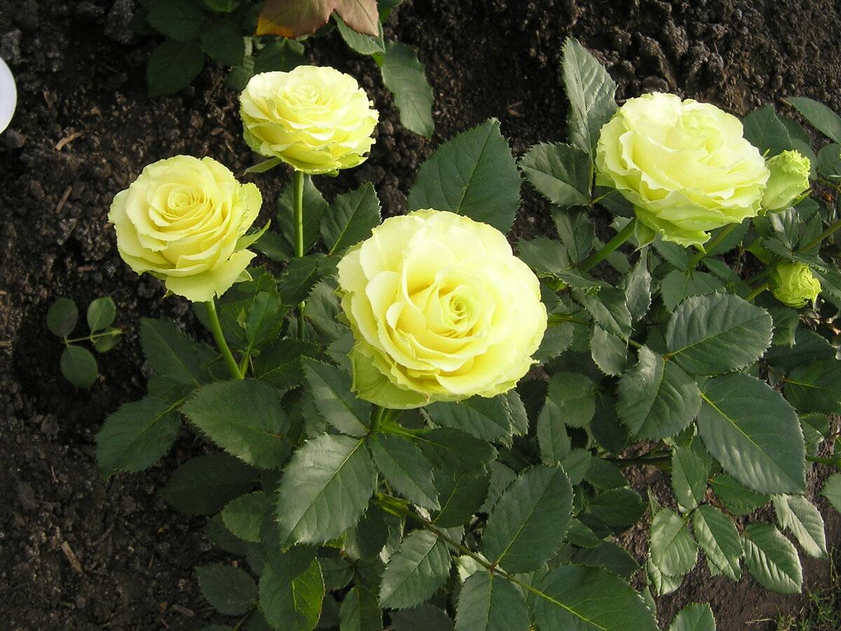 Чайно-гибридная роза лимбо (limbo): фото, отзывы, описание желто-зеленого сорта, посадка и уход, выращивание, обрезка, подготовка к зиме