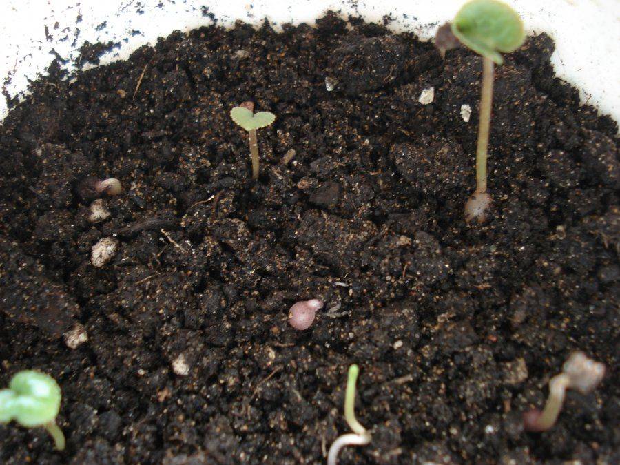 Как вырастить цикламен в домашних условиях из семян? | огородник
