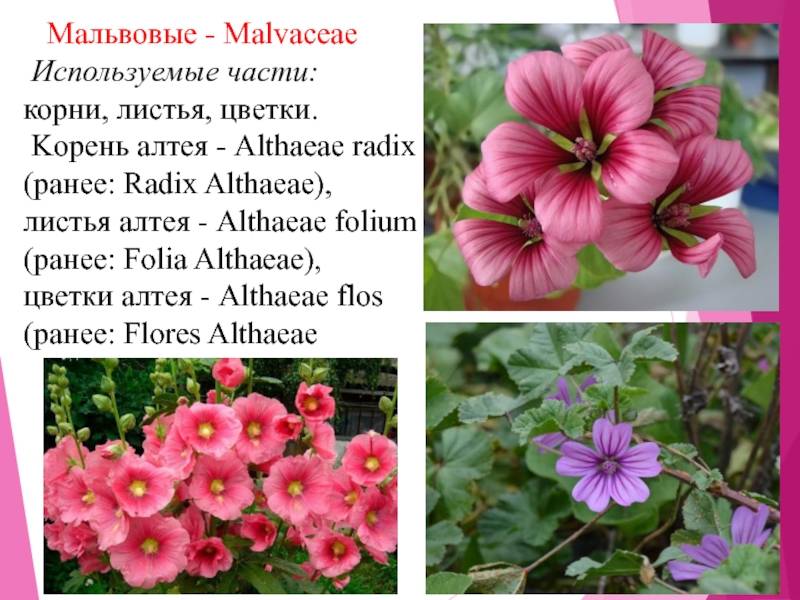 ᐉ семейство мальвовых растений: список, описание, роды и виды - roza-zanoza.ru