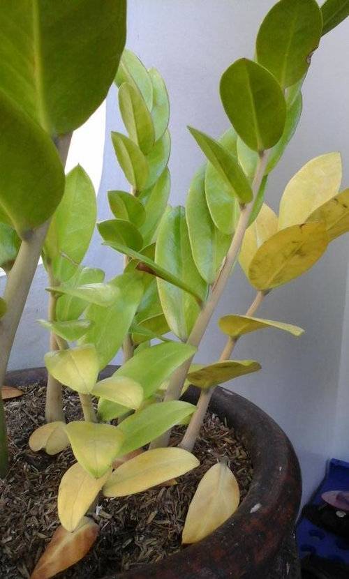 Замиокулькас: почему желтеют листья и что делать