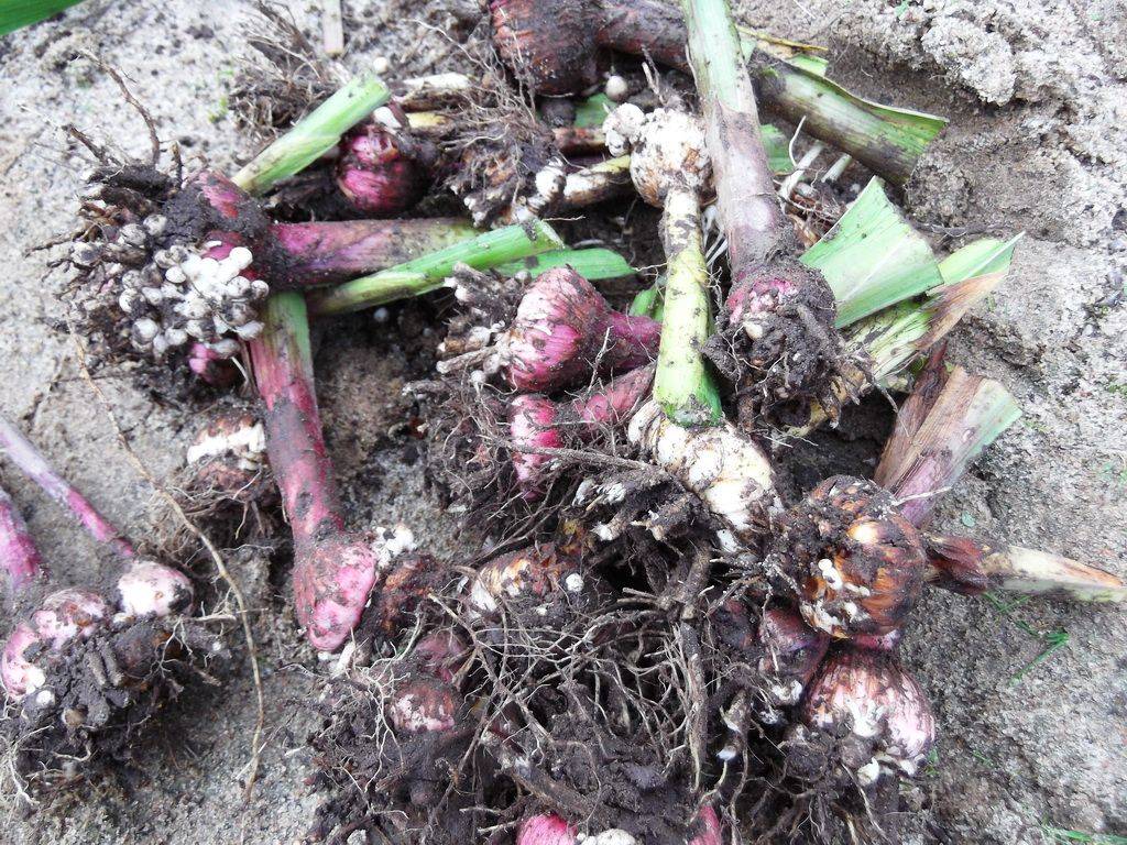 Нужно ли выкапывать крокусы после цветения: как правильно хранить луковицы зимой