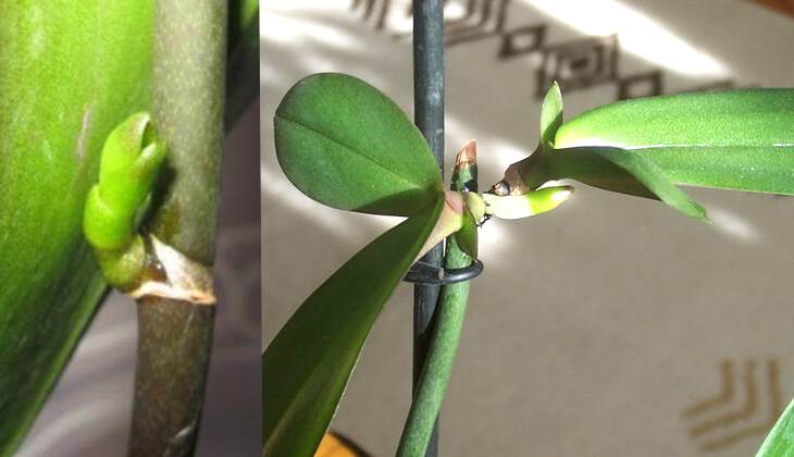 Основные правила и пошаговая инструкция, как размножить орхидею через цветонос в домашних условиях