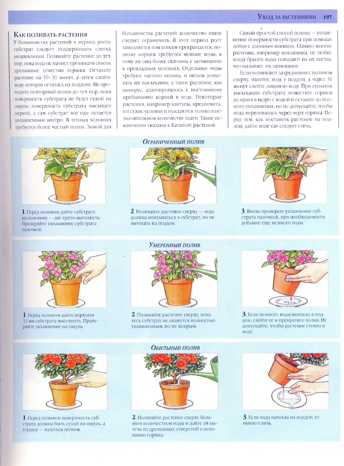 Как лучше поливать цветы сверху или снизу