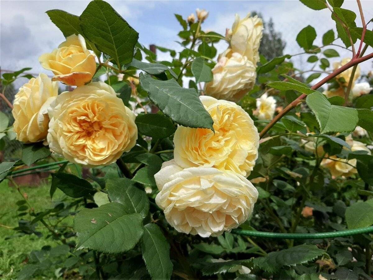 Парковые розы: описание, сорта, особенности посадки и выращивания
