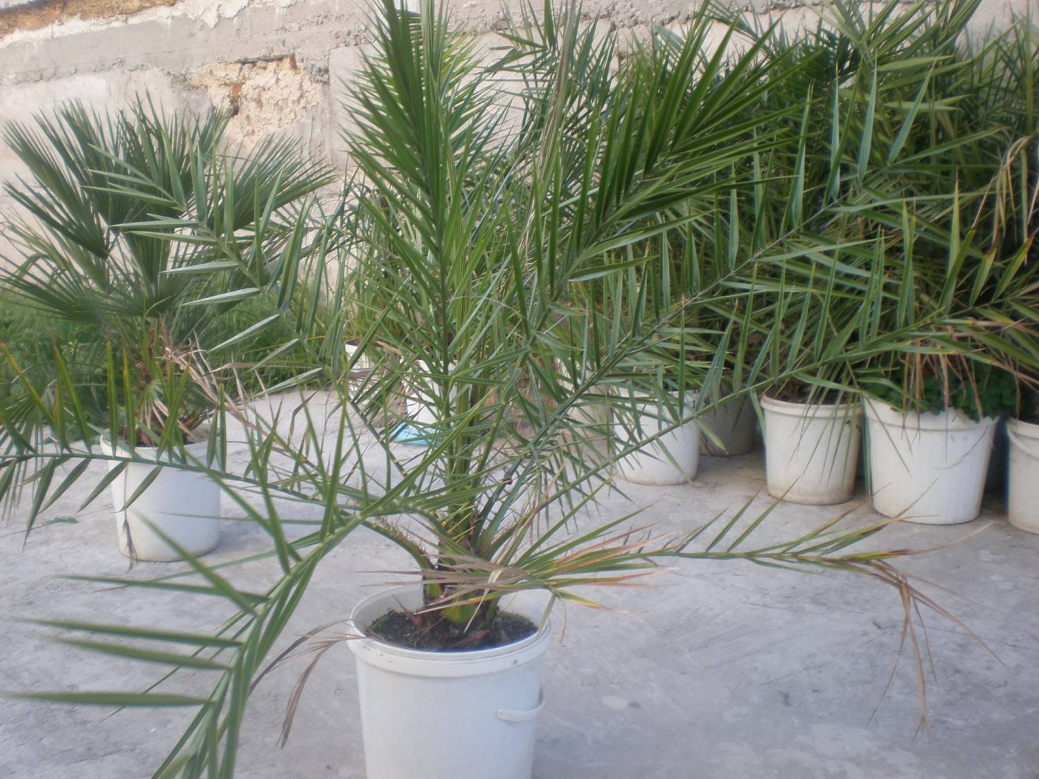 Пальма хамеропс: выращивание из семян, уход в домашних условиях | огородник