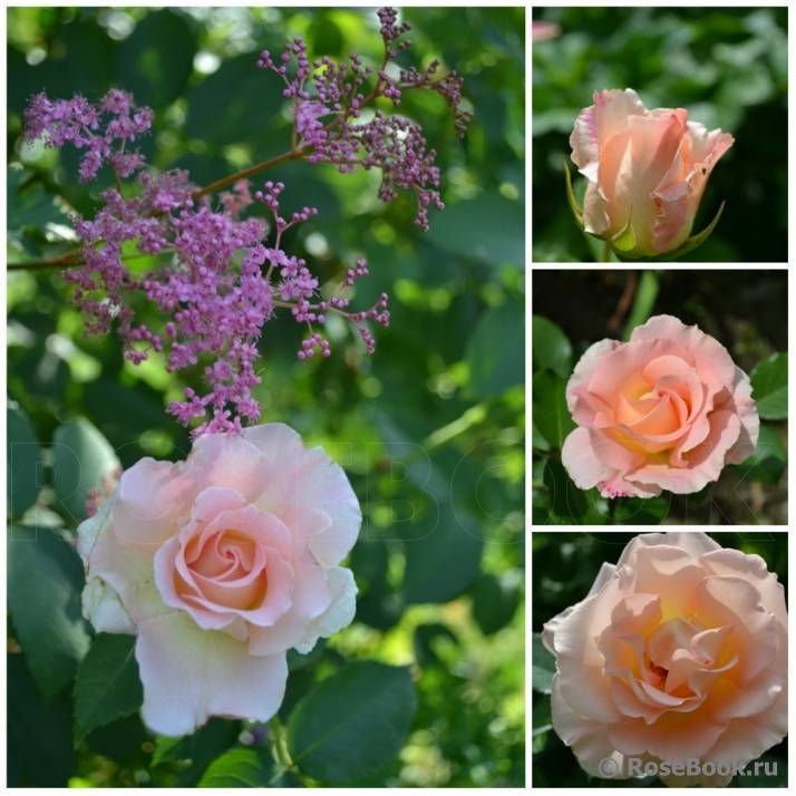 Лучшие кустарниковые розы. усовершенствованная старина — «рококо». фото — ботаничка