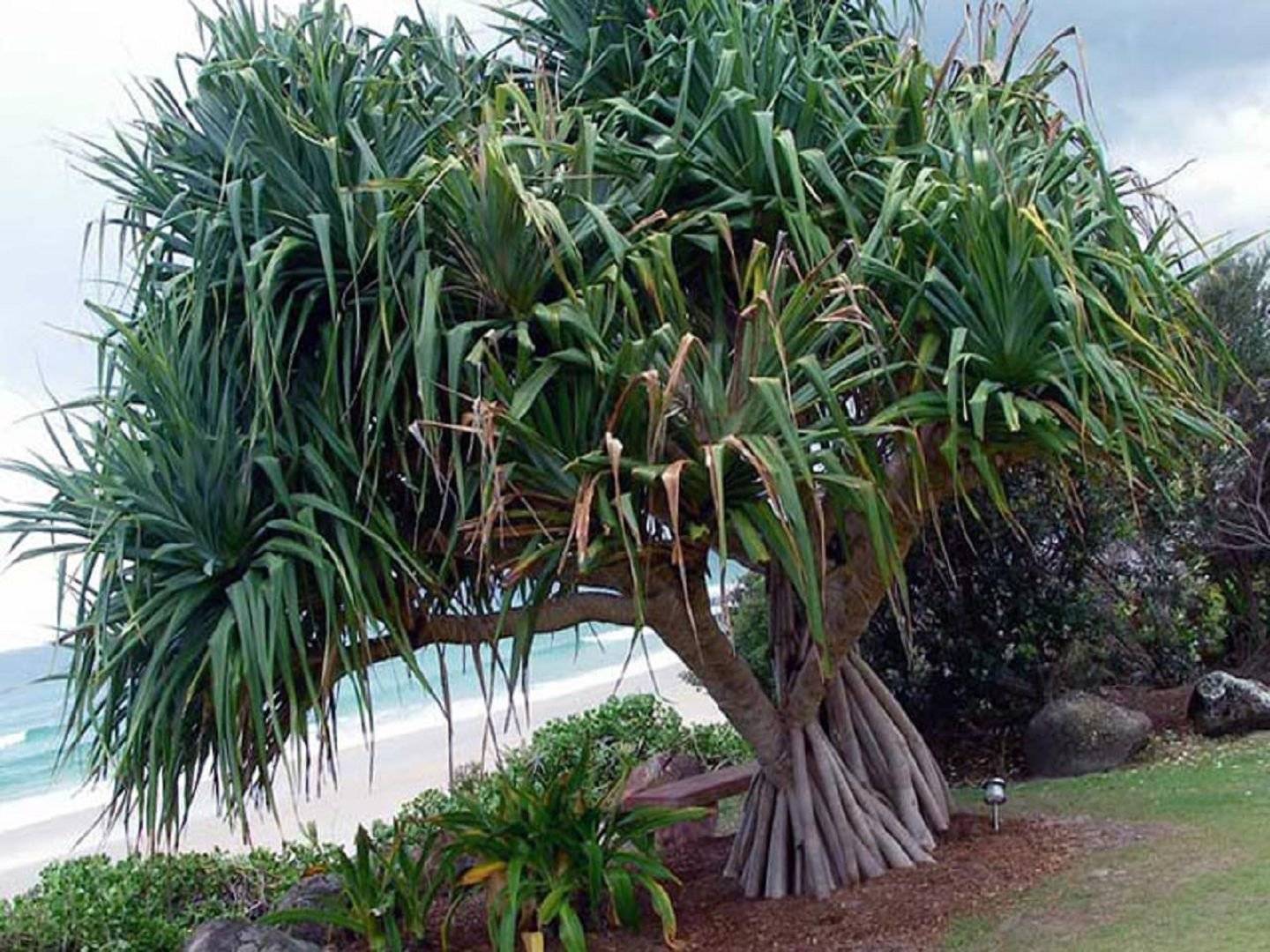 Панданус - советы по содержанию «винтовой пальмы»