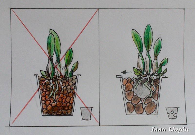 Как посадить орхидею в горшок - фото правильной и неправильной посадки