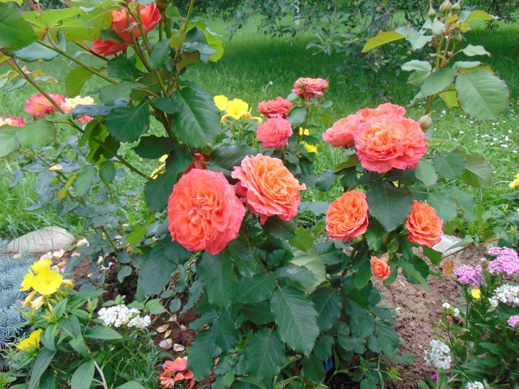 Особенности выращивания розы эмильен гийо красивого морозостойкого сорта, уход - veela