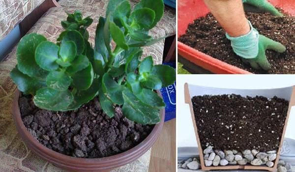 Как рассадить каланхоэ: как вырастить в домашних условиях отростком, как сажать листок и иными способами, и уход