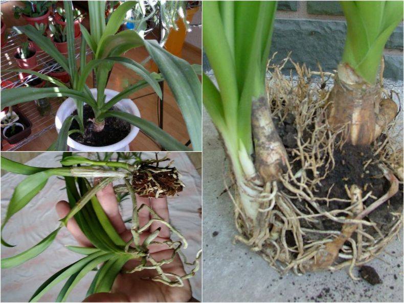 Кринум посадка и уход в открытом грунте и домашних условиях выращивание кринума из деток