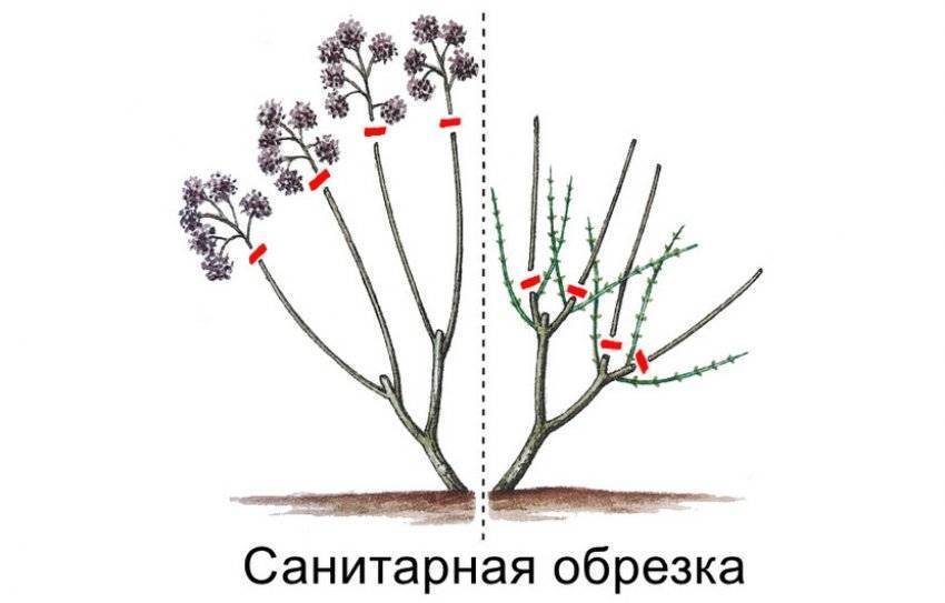 Формировать. Обрезка гортензии метельчатой схема. Схема обрезки гортензии метельчатой весной. Формировка гортензии метельчатой. Обрезка метельчатой гортензии весной схема.