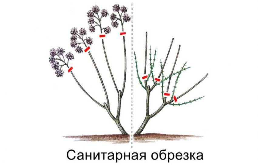 Нужно ли обрезать гортензию весной