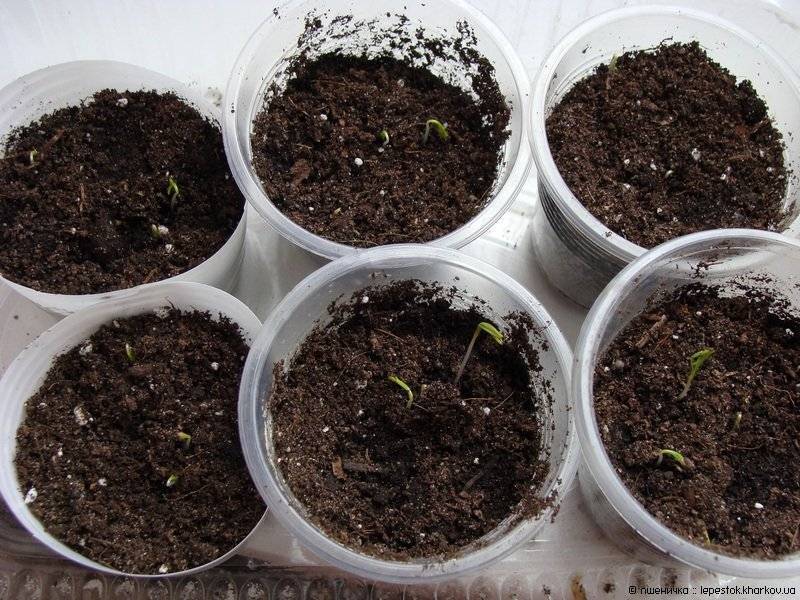 Эшшольция: посадка и уход в открытом грунте, фото, размножение, выращивание из семян, сорта
