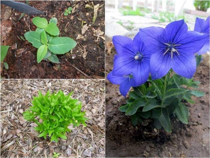 Платикодон цветок — сорта, посадка и уход