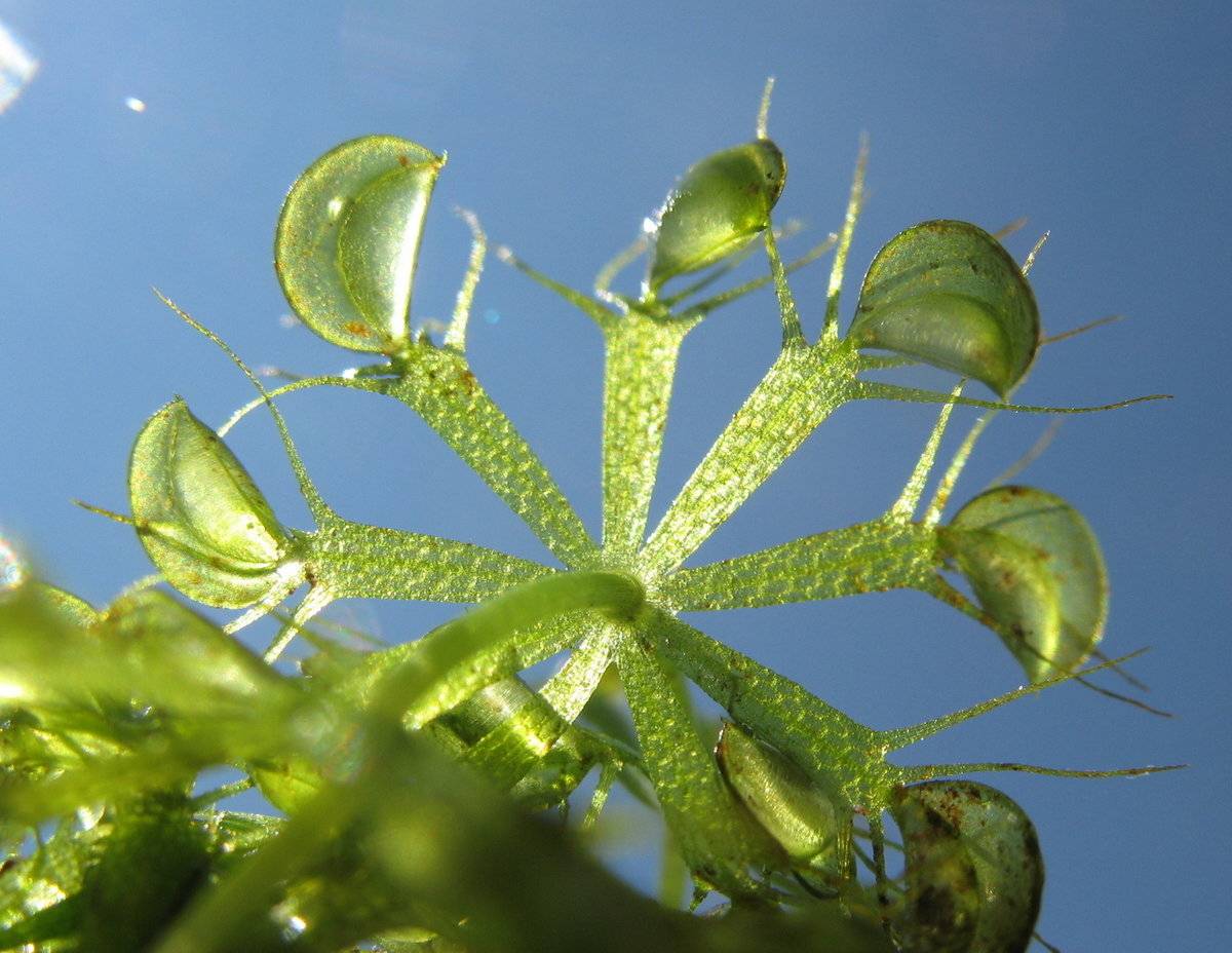 Пузырчатка обыкновенная - utricularia vulgaris - описание таксона - плантариум
