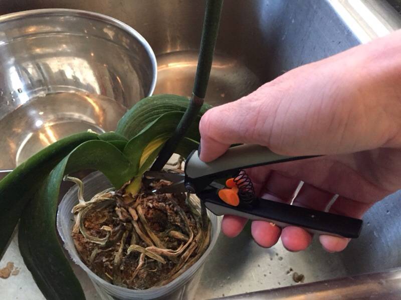 Орхидея фаленопсис: уход в домашних условиях, в том числе рекомендации по поливу, освещению, температурному режиму, обрезке, подкормке, пересадке и размножению, а также другие правила содержания phalaenopsis