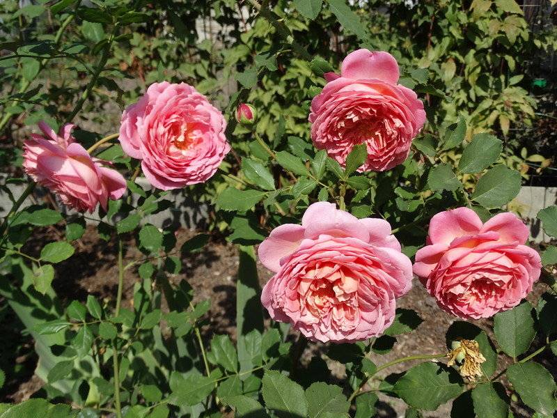 Роза Минерва (Minerva) — выращивание флорибунды