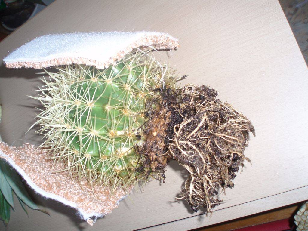 Эхинокактус - виды, подбор почвы, секреты выращивания и 115 фото цветения кактуса