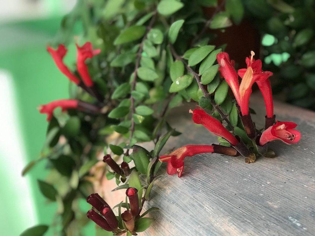 Комнатный цветок эсхинантус в домашних условиях: на фото виды и сорта, посадка и уход, размножение