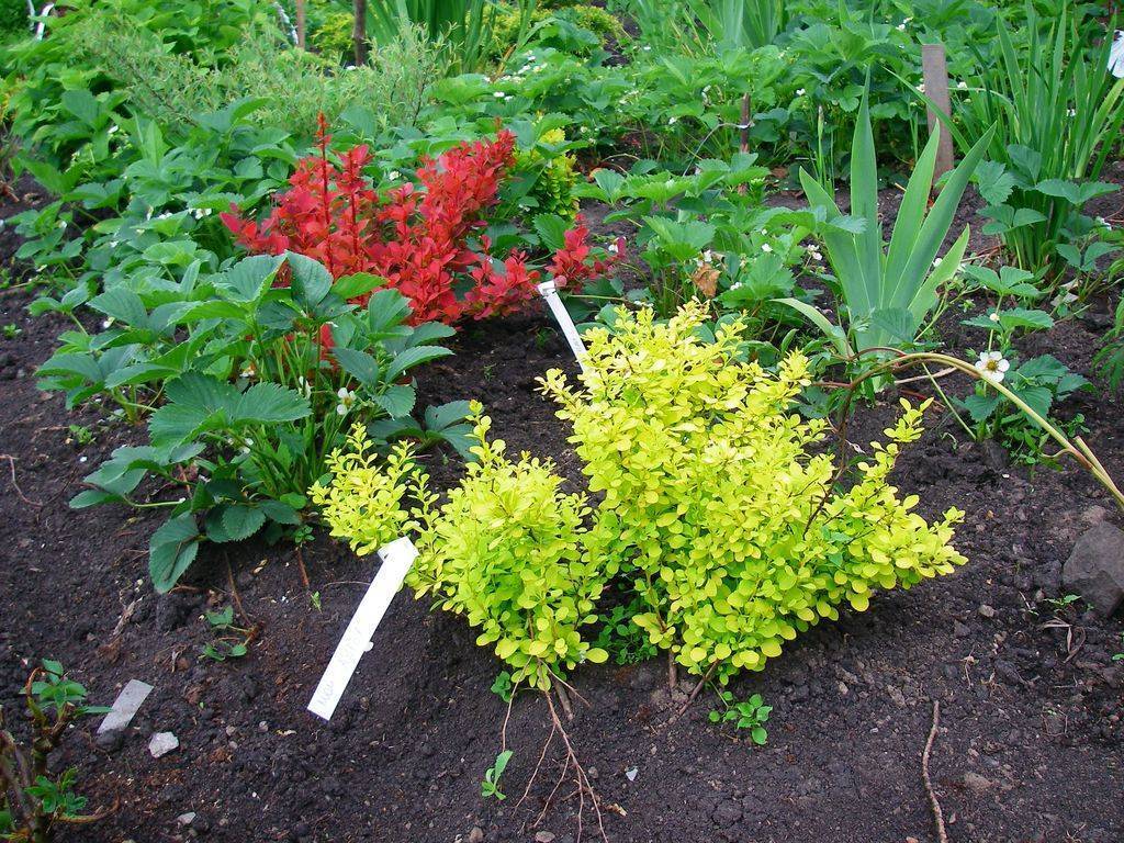 Декоративный кустарник барбарис: как посадить и ухаживать, какие сорта выбрать